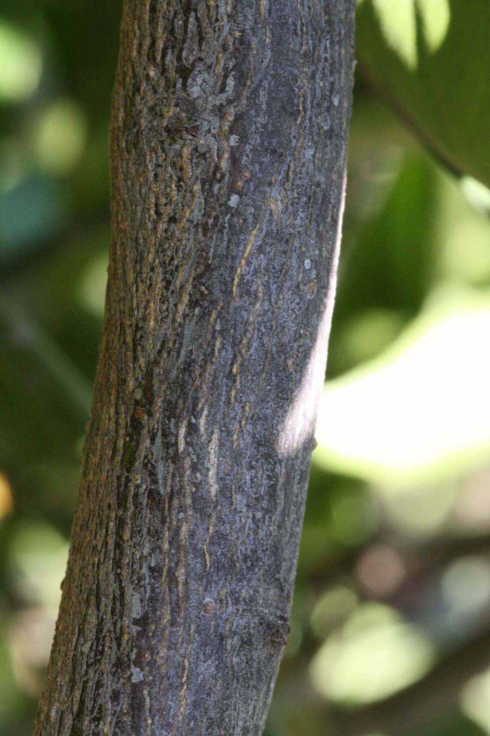              Second - third year twig (Riverside, CA)       